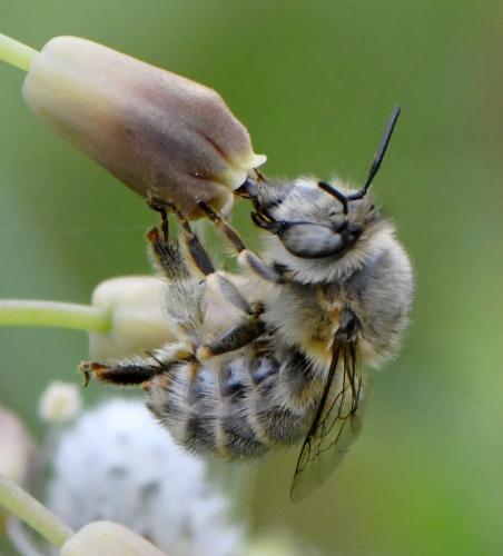 Anthophora salviae